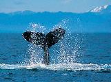 humpbackwhaleKH8IT.jpg