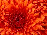 chrysanthemumLFOEK.jpg